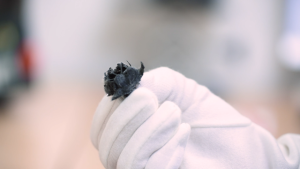 Extracted Sample