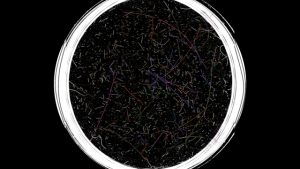 Fiber Scan with Identified Fibers